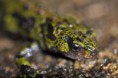 /album/amphibiens/triturs-marmoratus-jpg/